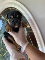 Black triangle , a female English Bulldog for sale in Cleveland, NC – 3 of 6