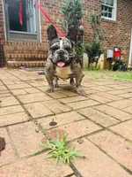 Boba , a female French Bulldog for sale in Cleveland, NC – 8 of 9