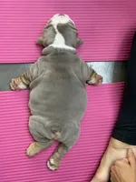 Watermelon, a male English Bulldog for sale in Cleveland, NC – 6 of 6