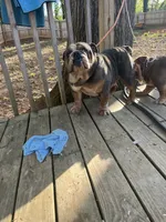 Frankie, a male English Bulldog for sale in Cleveland, NC – 4 of 4