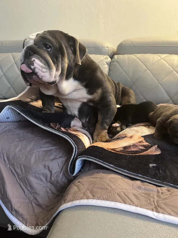 Mango – English Bulldog puppy for sale in Cleveland, NC