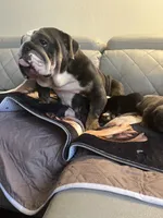Mango, a female English Bulldog for sale in Cleveland, NC – 1 of 5