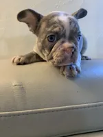 Coco , a female French Bulldog for sale in Cleveland, NC – 2 of 7