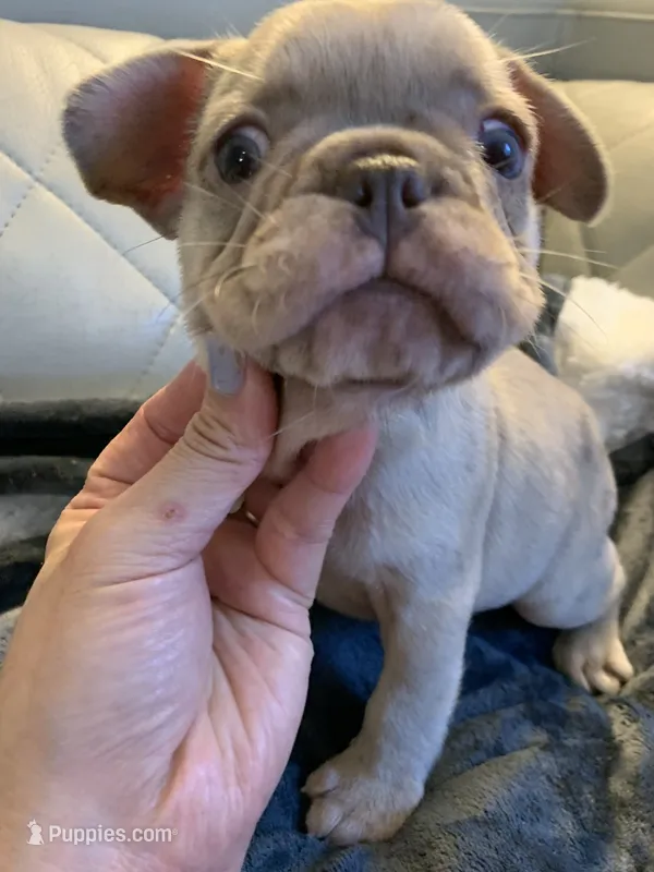 Boba  – French Bulldog puppy for sale in Cleveland, NC