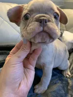 Boba , a female French Bulldog for sale in Cleveland, NC – 1 of 8
