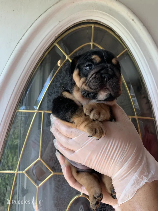Black triangle  – English Bulldog puppy for sale in Cleveland, NC