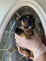 Black triangle , a female English Bulldog for sale in Cleveland, NC – 1 of 6