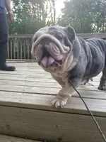 Maya , a female English Bulldog for sale in Cleveland, NC – 2 of 4