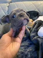 Kiki, a female French Bulldog for sale in Cleveland, NC – 6 of 6