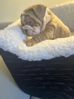 King, a male English Bulldog for sale in Cleveland, NC – Photo 1 of 7