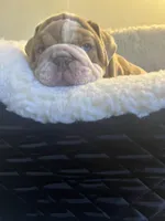 King, a male English Bulldog for sale in Cleveland, NC – Photo 4 of 7