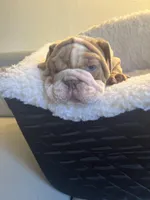 King, a male English Bulldog for sale in Cleveland, NC – Photo 5 of 7