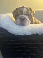 King, a male English Bulldog for sale in Cleveland, NC – Photo 6 of 7