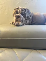 King, a male English Bulldog for sale in Cleveland, NC – Photo 7 of 7