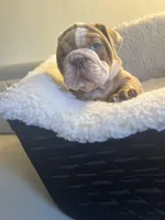 King, a male English Bulldog for sale in Cleveland, NC – Photo 3 of 7