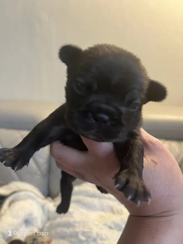 Baby  – French Bulldog puppy for sale in Cleveland, NC