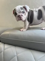 Rice , a female English Bulldog for sale in Cleveland, NC – 5 of 5