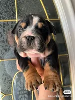 processed/de07b998-3d08-4300-9749-fa375507535f/listing/d640b4c5-1a15-4575-accc-1bc459272dfc/89918d0e-1ee7-47f2-9fb9-cb50731fb2b4