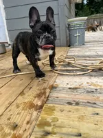 Tom, a male French Bulldog for sale in Cleveland, NC – 5 of 5