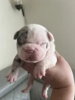 Merle , a female French Bulldog for sale in Cleveland, NC – 8 of 8
