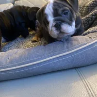 Water, a female English Bulldog for sale in Cleveland, NC – Photo 1 of 8