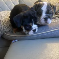 Water, a female English Bulldog for sale in Cleveland, NC – Photo 3 of 8