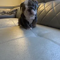 Water, a female English Bulldog for sale in Cleveland, NC – Photo 2 of 8