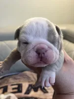 Pineapple, a female English Bulldog for sale in Cleveland, NC – 4 of 8