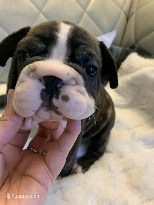 Big rope 2  – French Bulldog puppy for sale in Cleveland, NC