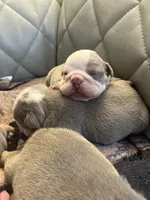 Watermelon, a male English Bulldog for sale in Cleveland, NC – 4 of 7