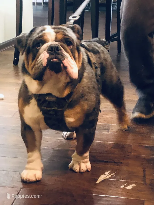 Frankie – English Bulldog puppy for sale in Cleveland, NC