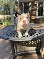 Rice , a male American Bully for sale in Cleveland, NC – 4 of 6
