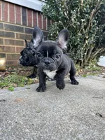 Coco, a female French Bulldog for sale in Cleveland, NC – Photo 3 of 4