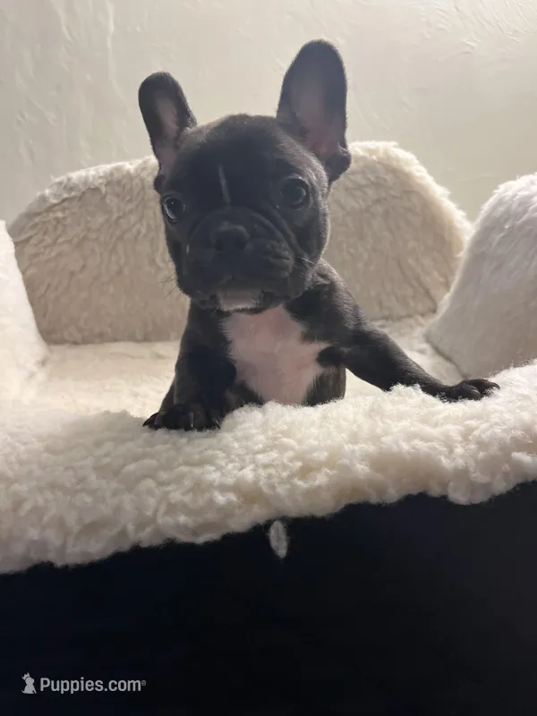 Coco – French Bulldog puppy for sale in Cleveland, NC