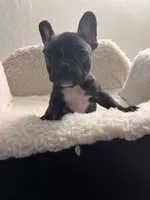 Coco, a female French Bulldog for sale in Cleveland, NC – Photo 1 of 4