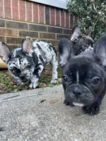 Coco, a female French Bulldog for sale in Cleveland, NC – Photo 4 of 4