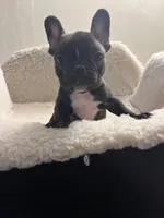 Coco, a female French Bulldog for sale in Cleveland, NC – Photo 2 of 4