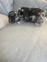 Merle , a male French Bulldog for sale in Cleveland, NC – Photo 5 of 5