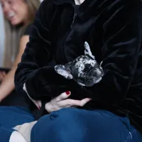 Merle , a female French Bulldog for sale in Cleveland, NC – Photo 5 of 7