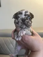 Merle , a male French Bulldog for sale in Cleveland, NC – Photo 2 of 5