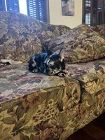 Merle , a female French Bulldog for sale in Cleveland, NC – Photo 4 of 7