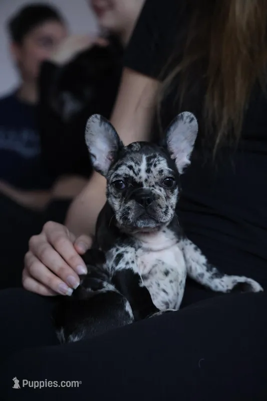 Merle  – French Bulldog puppy for sale in Cleveland, NC