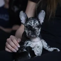 Merle , a female French Bulldog for sale in Cleveland, NC – Photo 1 of 7