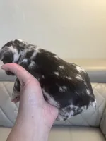 Merle , a male French Bulldog for sale in Cleveland, NC – Photo 4 of 5