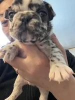 Merle , a male French Bulldog for sale in Cleveland, NC – Photo 1 of 5
