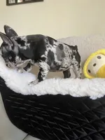 Merle , a female French Bulldog for sale in Cleveland, NC – Photo 3 of 7