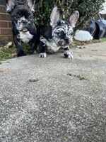 Merle , a female French Bulldog for sale in Cleveland, NC – Photo 6 of 7