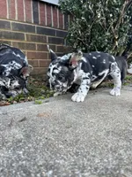 Merle , a female French Bulldog for sale in Cleveland, NC – Photo 7 of 7