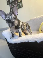Merle , a female French Bulldog for sale in Cleveland, NC – Photo 2 of 7