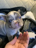 Coco , a female French Bulldog for sale in Cleveland, NC – 3 of 7
